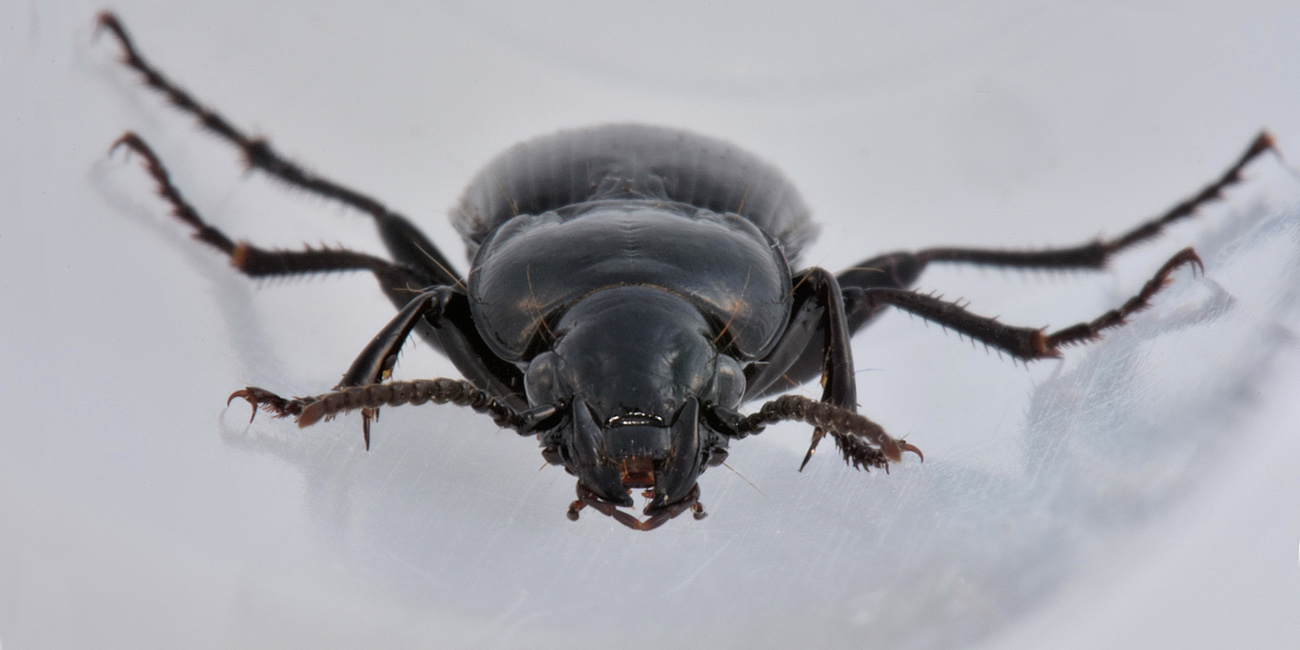 Carabidae: Pterostichus melas?  S, femmina